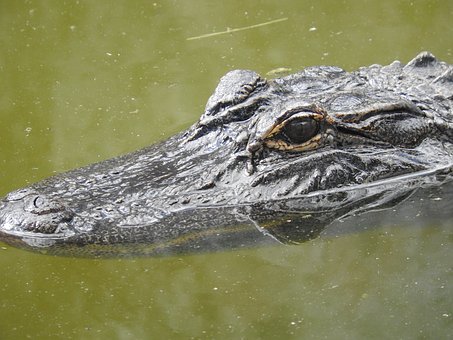 ��Сѧ������γ̱���ռ ���˳�֧�ּ�ǿ��������