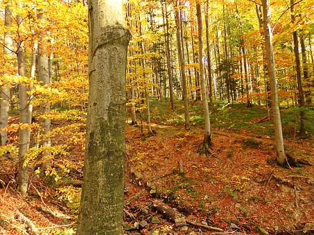 �����������ں��ӵ��������һλСѧ���ֽ�ʦ�Ľ�ѧ�ּ�